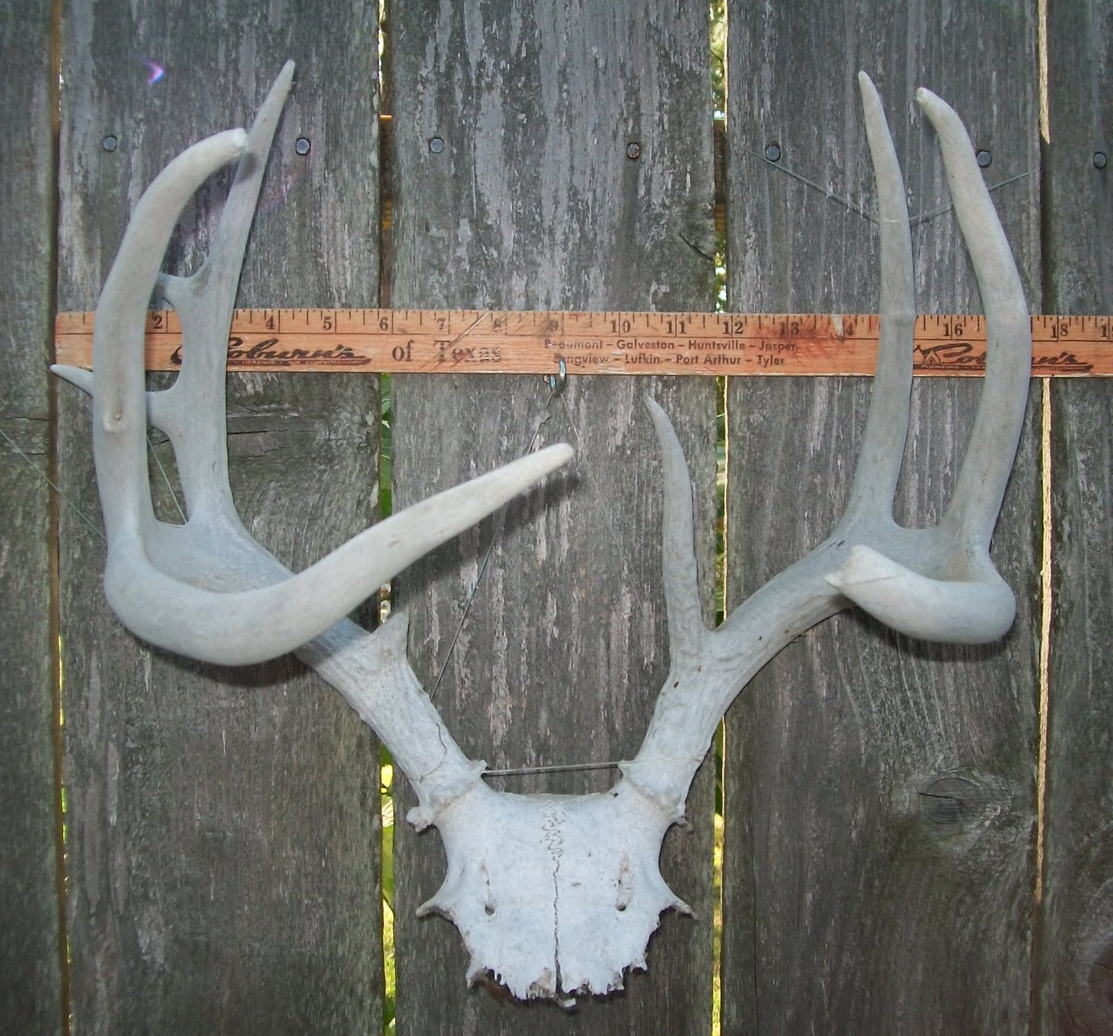 Estate Sale Services 409.750.3688 Roland Dressler Deer Antlers 9 points 16" wide rack Texas