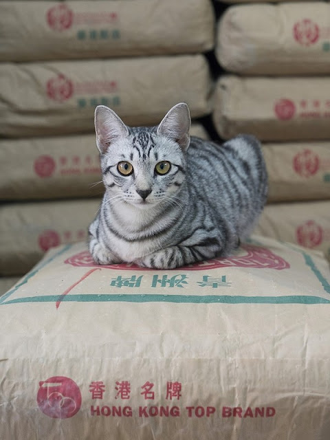 Коты в гонконгских магазинах