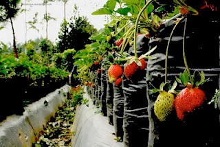 Wisata Memetik Strawberry di Ciwidey