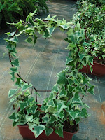 English Ivy pot designed by Arun