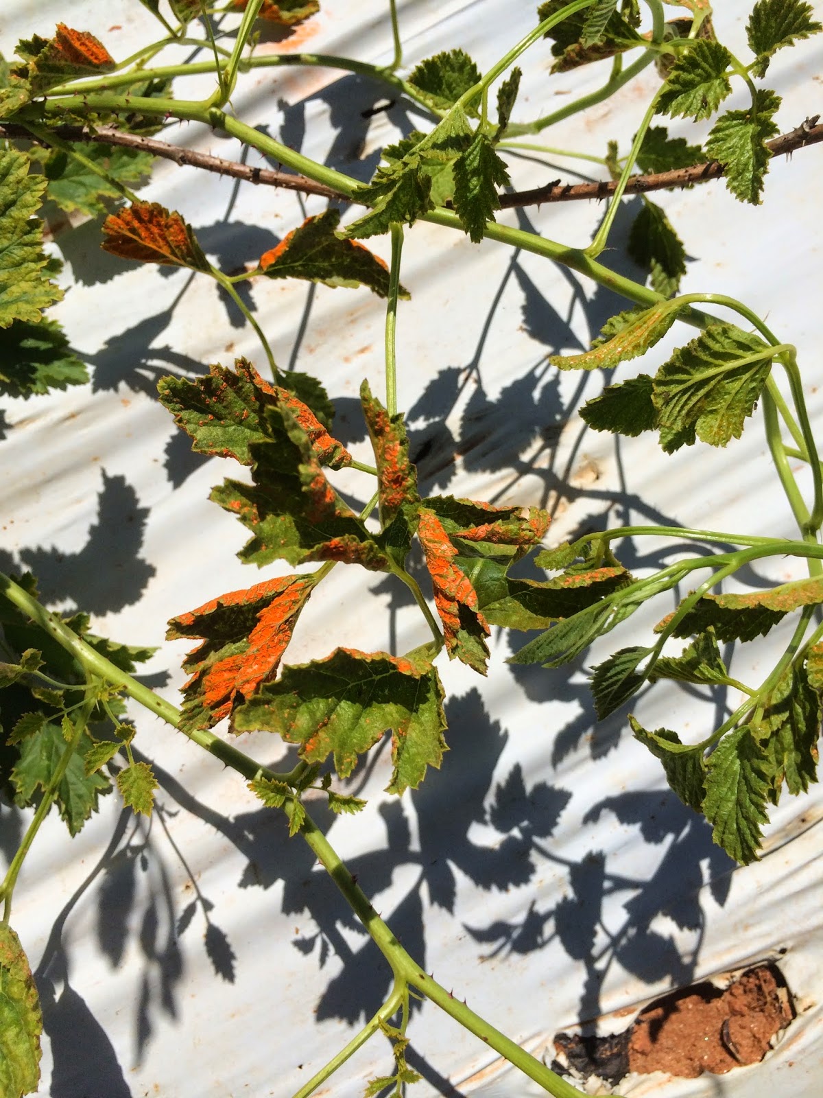 Orange Rust Raspberry Team Rubus: Are you seeing orange?