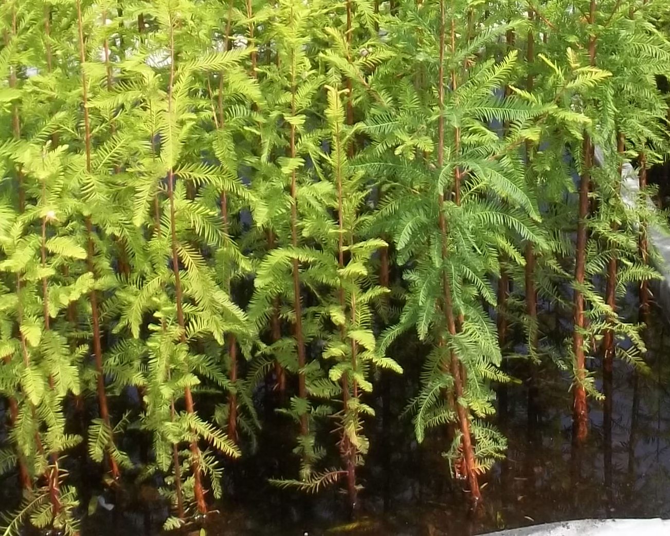 Bonsai Beginnings Bald Cypress Seedlings Six months