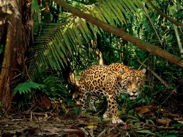 Flora Y Fauna De La Concordia Chiapas chiapasdiversidad.blogspot.com