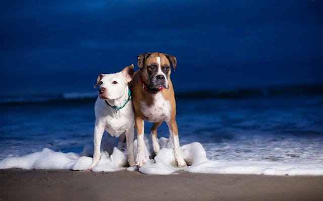 Foto met twee honden op het strand in de branding van de zee