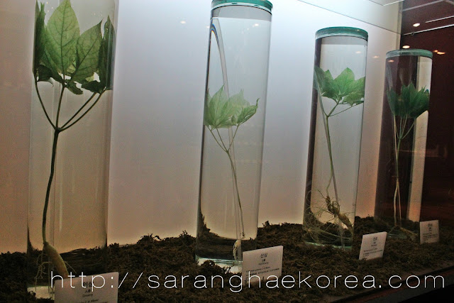 The real wild ginseng preserved at the museum The real wild ginseng preserved at the museum