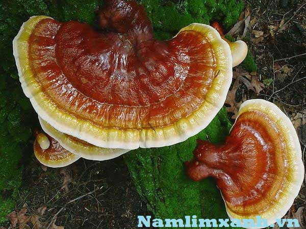 [Image: Germanium-t%25E1%25BB%25B1-nhi%25C3%25AA...m-xanh.jpg]