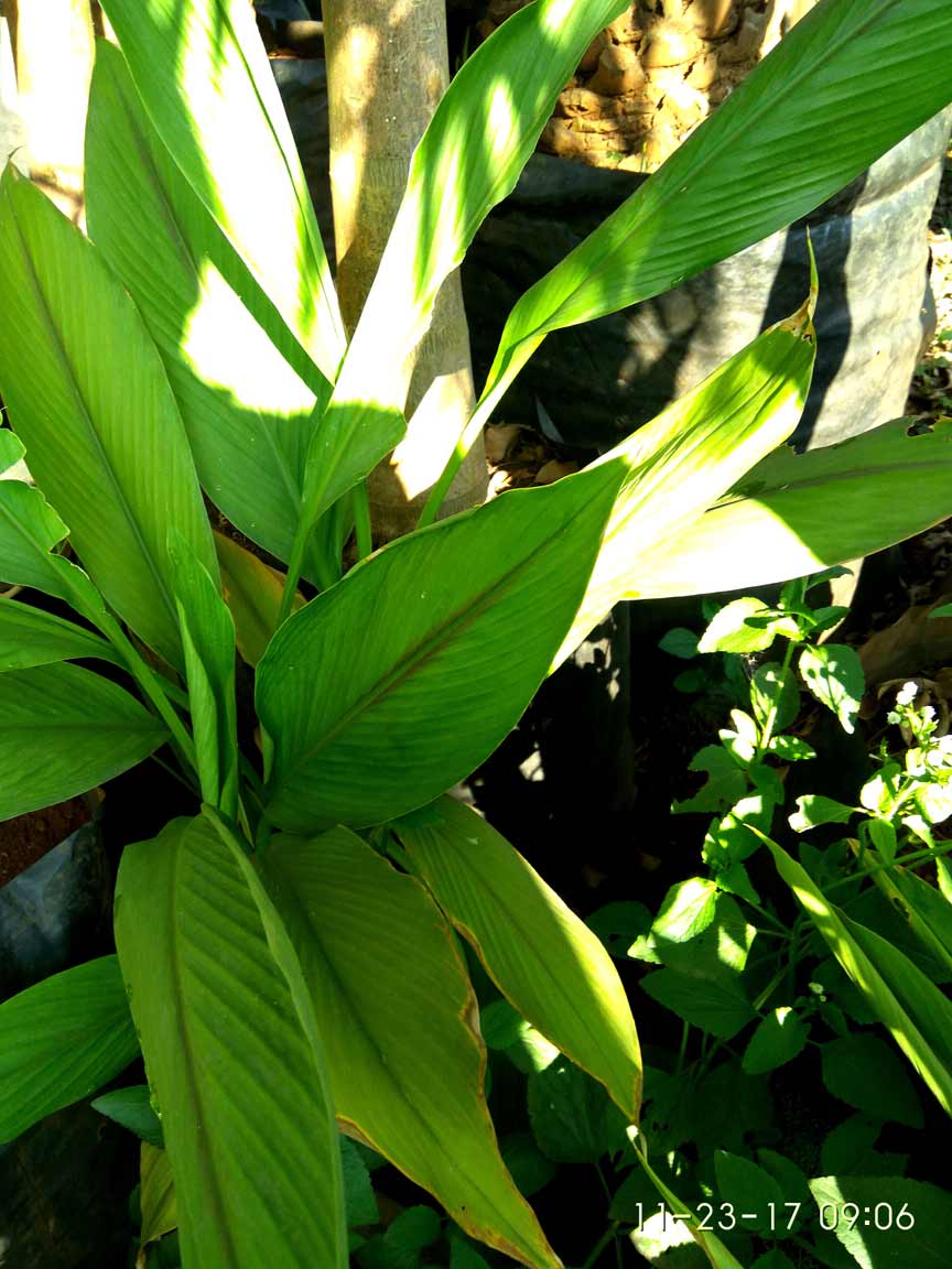 Nandanvan Black Turmeric (Curcuma caesia)