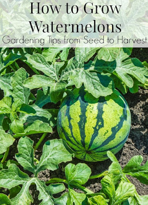 grow watermelons watermelon alternative plant gardening choose board