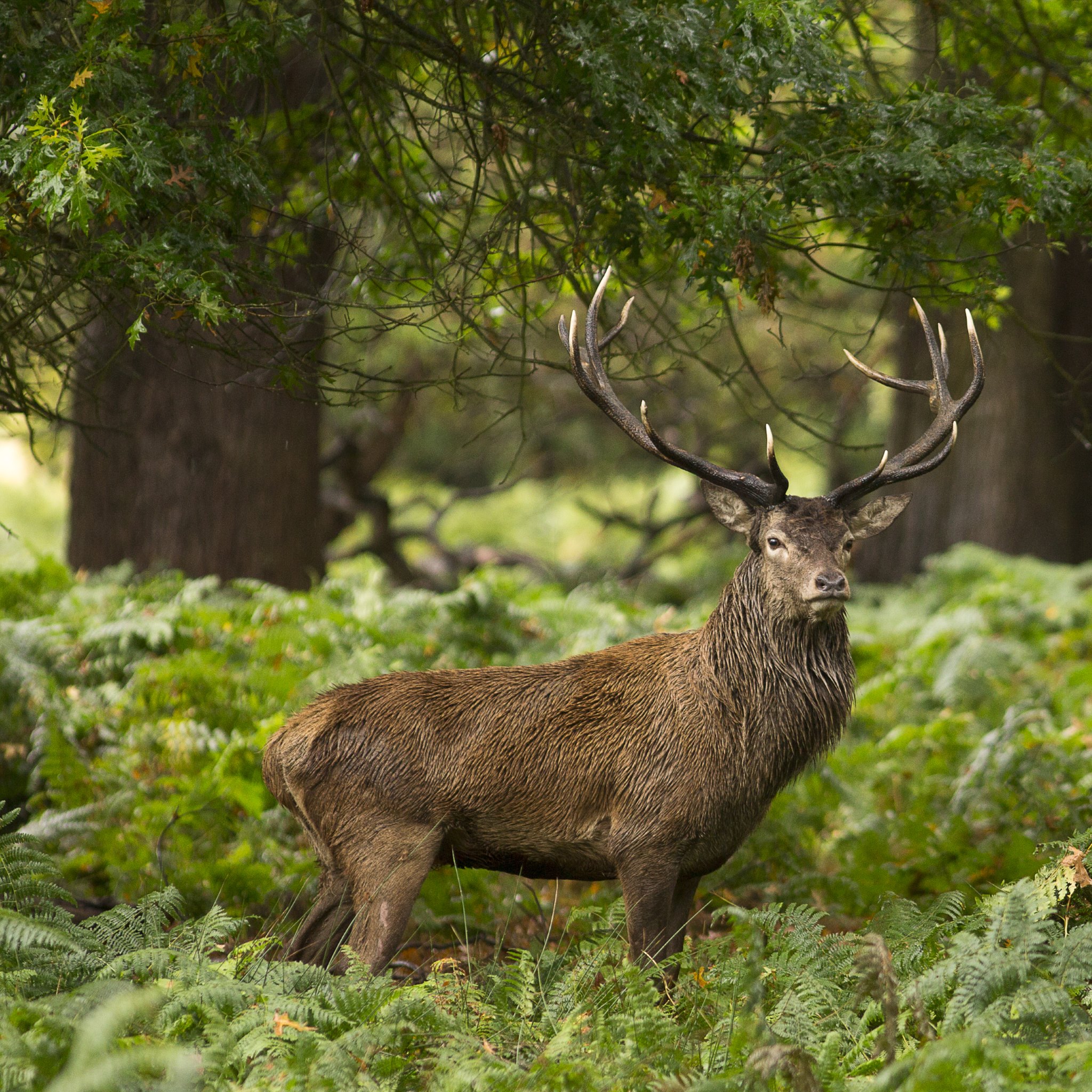 Wild Animals in Forest Wild Animals in Forest