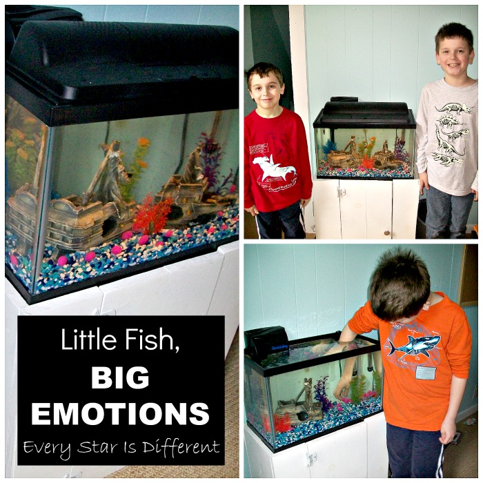 Little Fish, Big Emotions