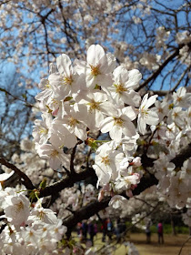 White sakura flowers at Shinjuku Gyoen Tokyo Japan