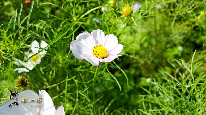 龍埔路三樹路口波斯菊花海|三峽北大花海|龍埔里花海
