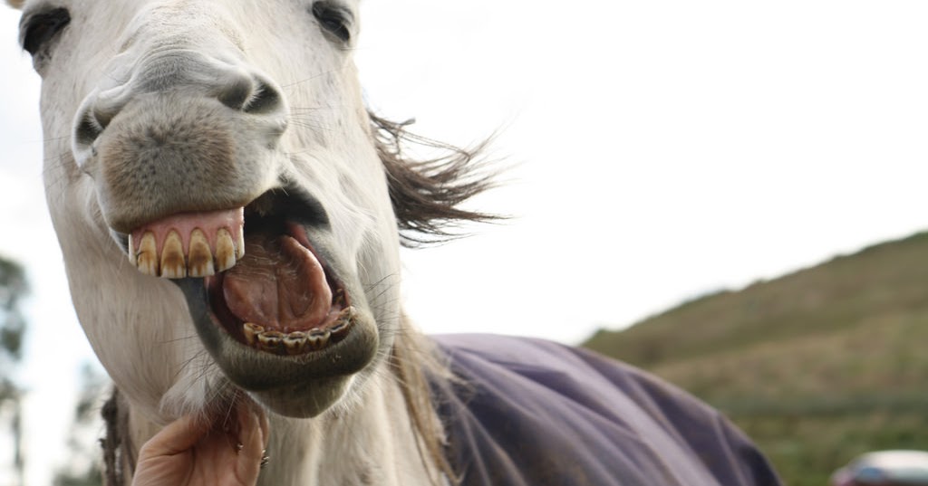 Journey in Life "Don't look a gift horse in the mouth" nghĩa là gì?