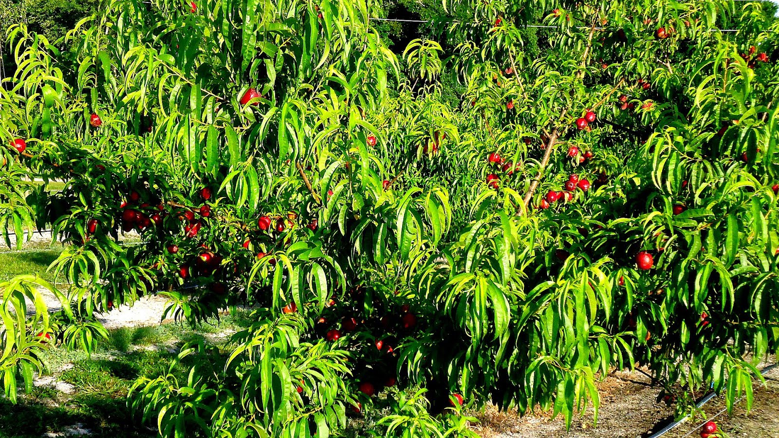 Peach Peach Tree Information Tree Choices