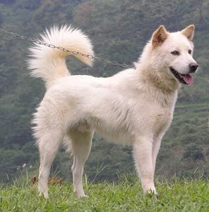 Awal Permusuhan Anjing dan Kucing ~ Kisah Islamiah