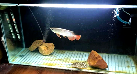 6 Cara Merawat Ikan Arwana Yang Baik Dan Lengkap Blogikan Com