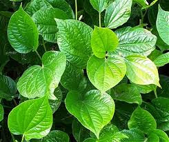 Image Membuat Vagina Menjadi Harum Dengan Daun Sirih