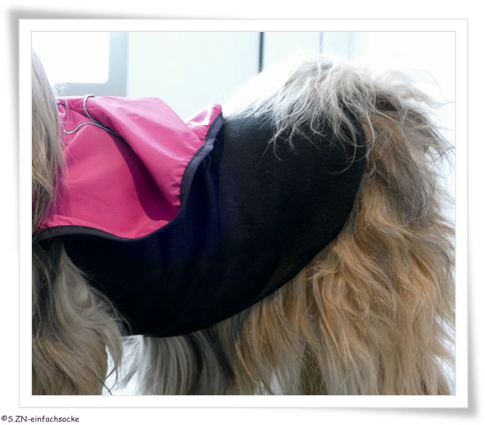 [Hundeblog] Einfach Socke Wieviel Kleidung braucht ein Tibet Terrier?