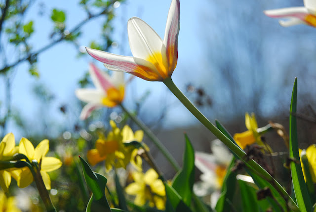 Tulip 'Ice Stick' in the sunny Hill Garden.