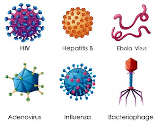 contoh virus DNA dan RNA contoh virus DNA dan RNA