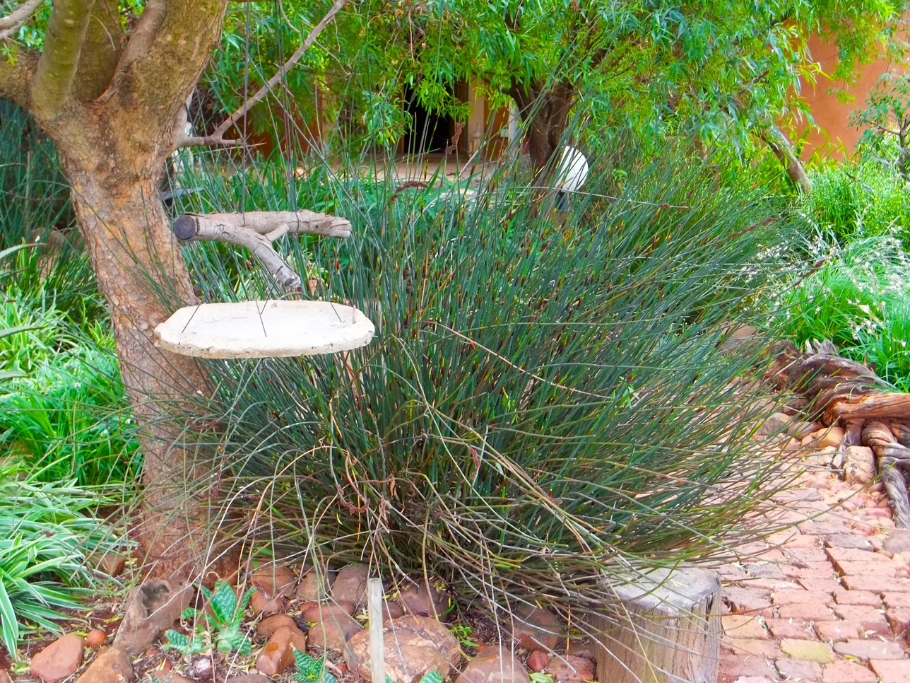 Gardening in Africa Ornamental grasses in the garden