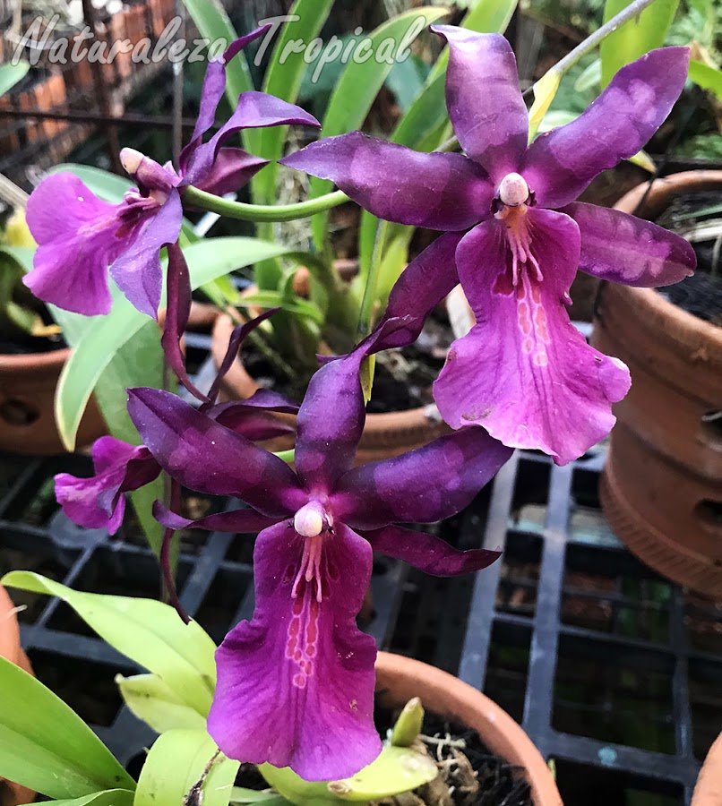 Floración de una majestuosa orquídea llamada Miltonia moreliana o Miltonia spectabilis var. moreliana. Las flores en esta orquídea son muy variables principalmente en los tonos violáceos de pétalos y sépalos.