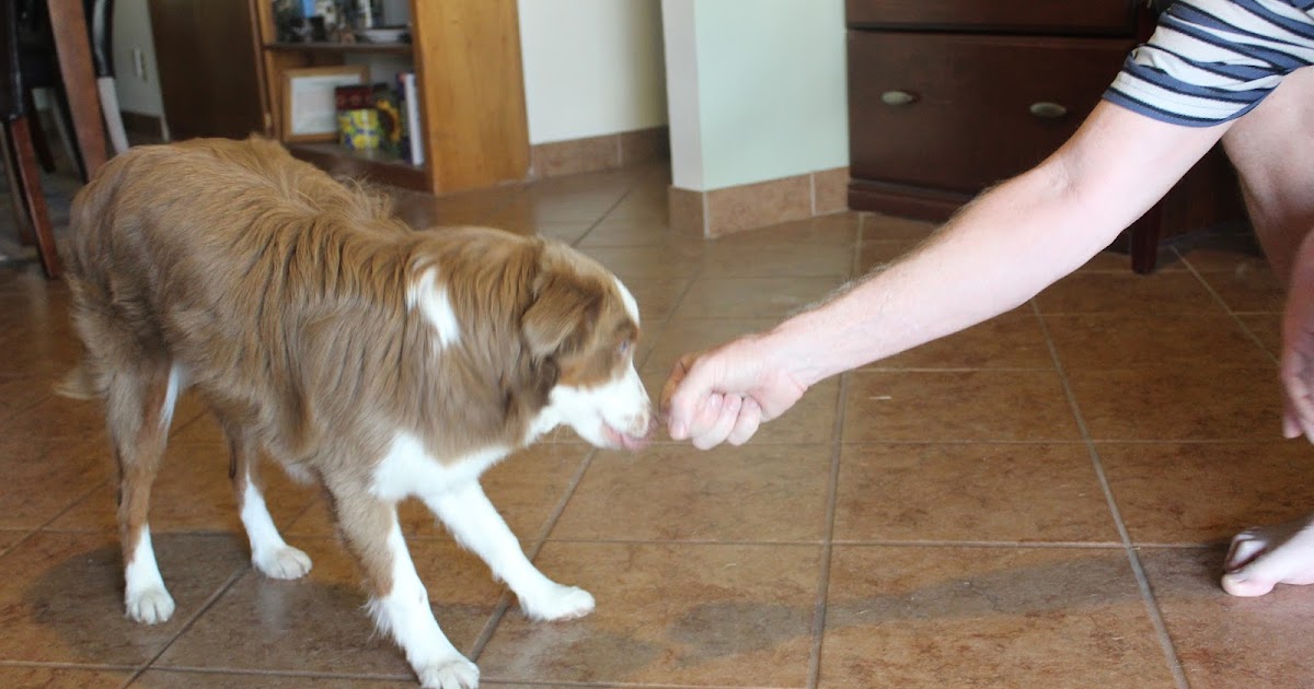 Keep Your Paws on the Road Oh no! My dog pees when greeting people.