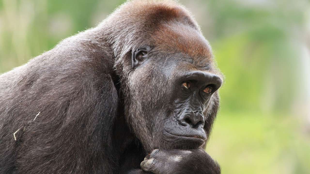 THE EASTERN LOWLAND GORILLAS IN D.R. CONGO Uganda Gorilla Safaris, by