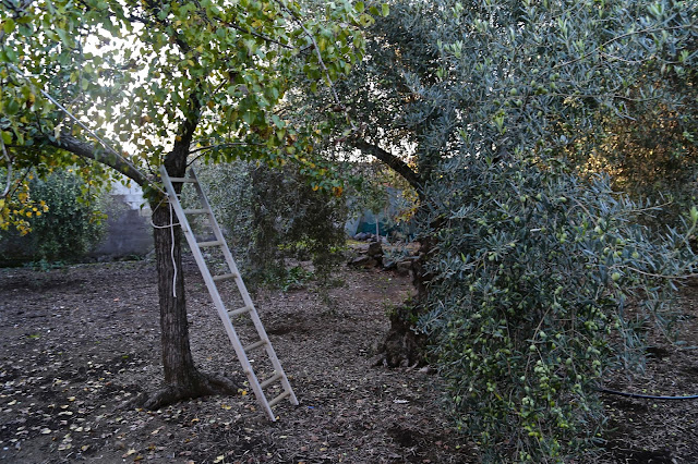 OLIVE OIL SICILY