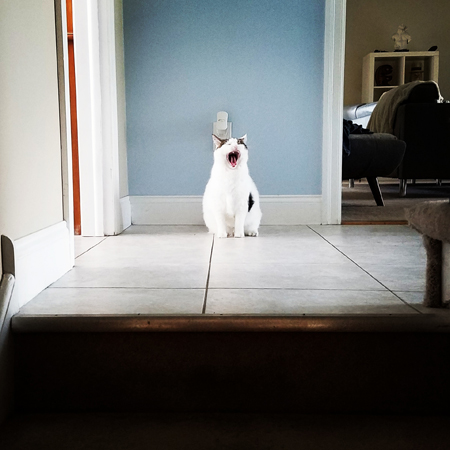 image of Olivia the White Farm Cat sitting at the top of the stairs, yawning widely