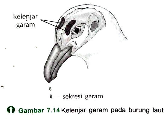 Makalah mekanisme kerja hormon pada hewan