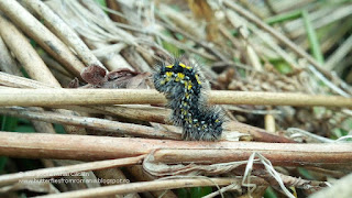 Callimorpha dominula (caterpillar) IMG20170501-153328