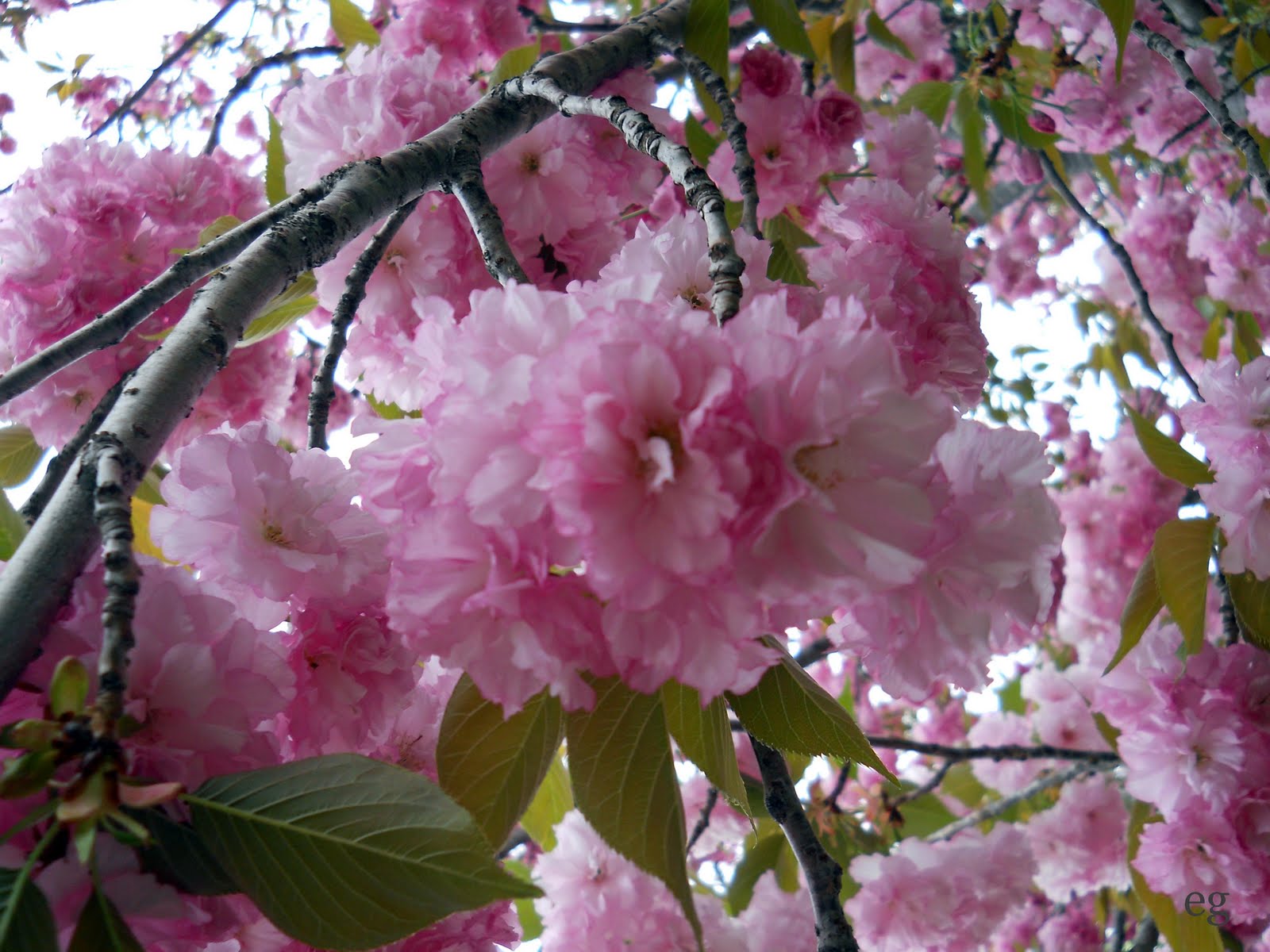 the last door down the hall Cotton Candy...woops I mean Cherry Blossoms
