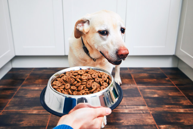 Co zrobić, gdy pies nie chce jeść?