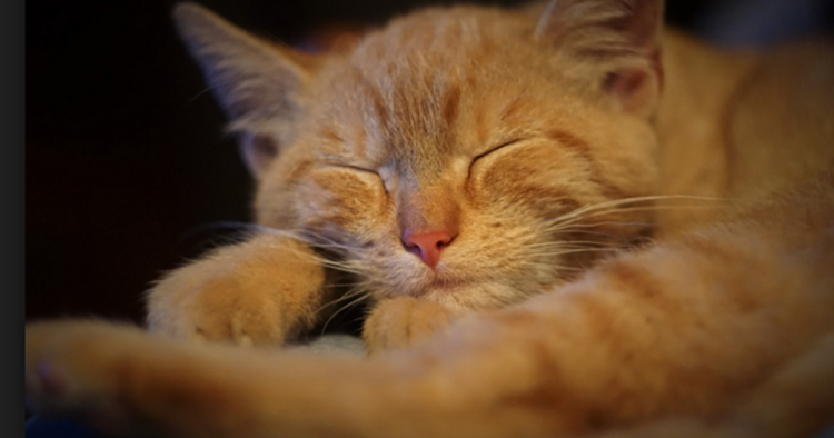 11+ Mimpi Melihat Anak Kucing Togel