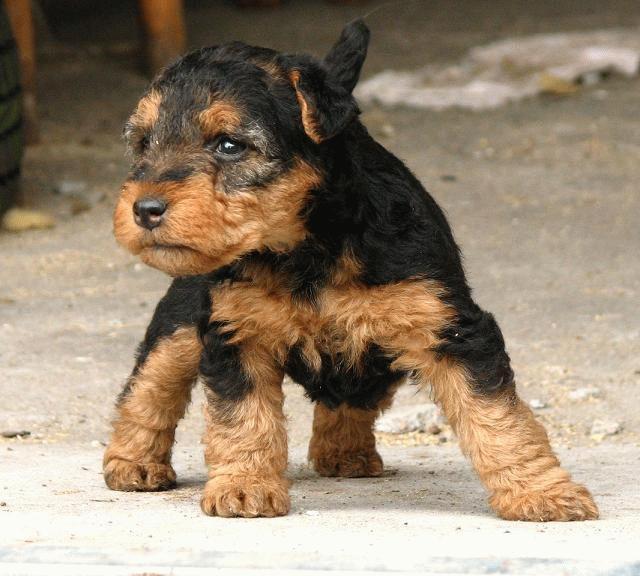 Puppy Dog Breeds Photos