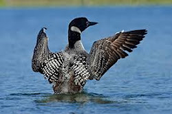 aggressive birds loon northern