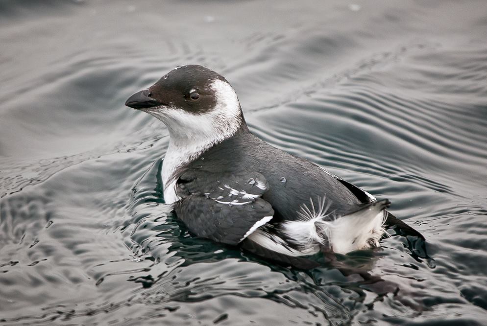 Dovekie In Winter Plumage Note That Dovekies Lose Their Black Bib In Winter And Are All White Below With White Wrapping Around The Side Of The Head Forming Dovekie In Winter Plumage Note That Dovekies Lose Their Black Bib In Winter And Are All White Below With White Wrapping Around The Side Of The Head Forming