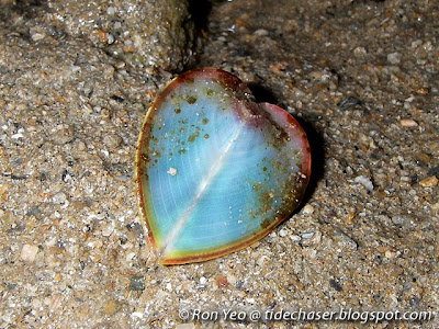 Heart Cockle (Corculum cardissa) Heart Cockle (Corculum cardissa)