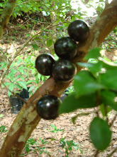 Jaboticaba