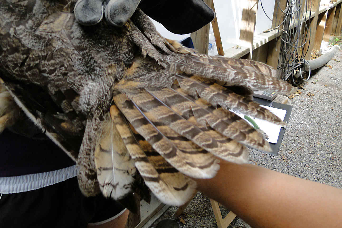 Ann Brokelman Photography Owl foundation Great Horned Owl Release