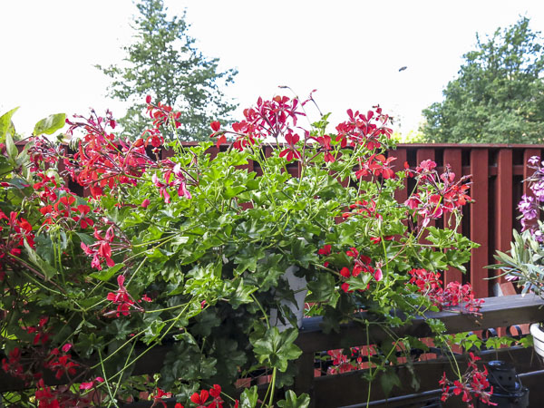 uteplatsen, patio, plants, balconred uteplatsen, patio, plants, balconred