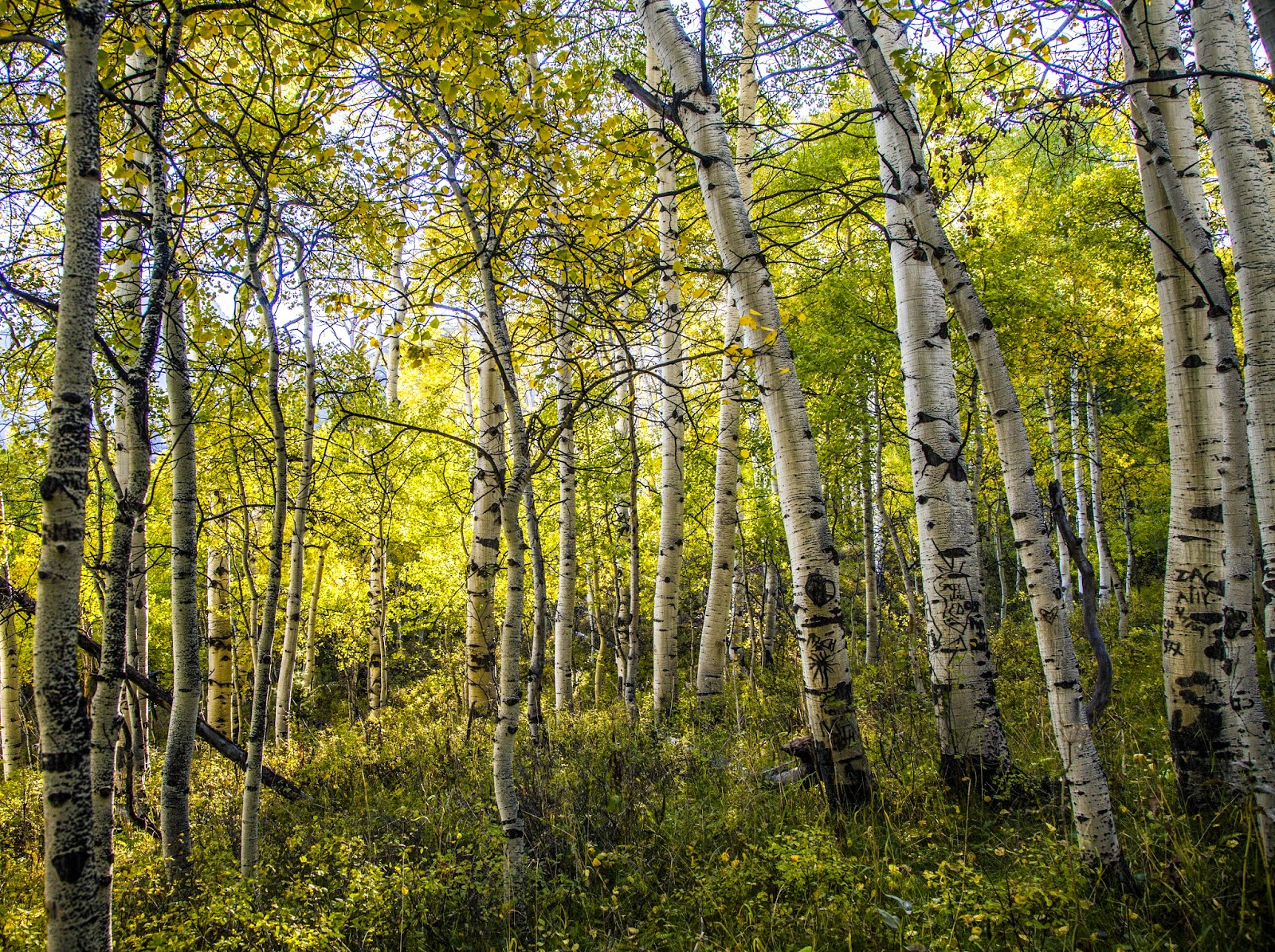 Walking Arizona An Aspen Grove