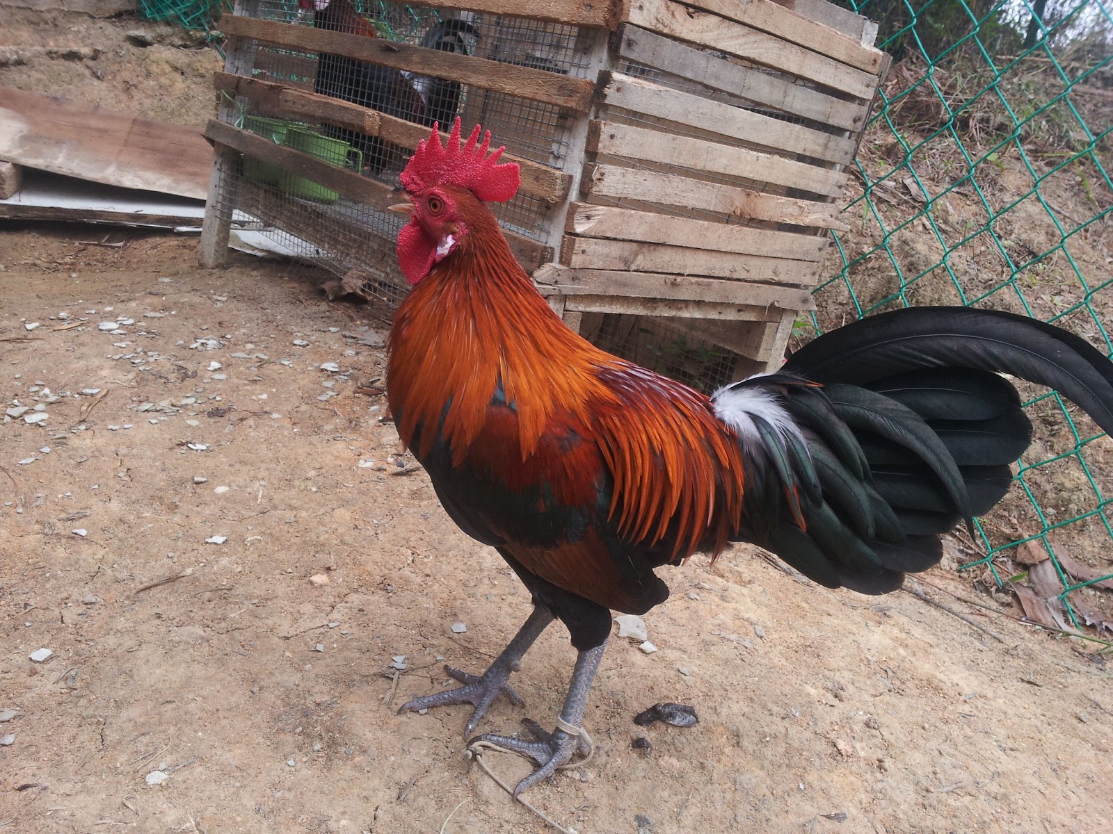 ayampupuh: Minta Laluan- Ayam Hutan Untuk Dijual