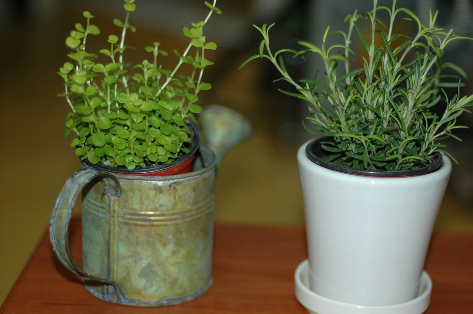11 Medicinal plants you can grow indoors - Feathers in the woods 11 Medicinal plants you can grow indoors - Feathers in the woods