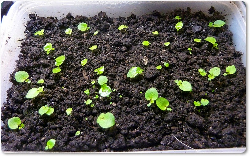 growing african violets from seed