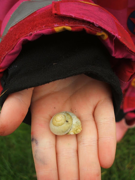 exploring nature on our allotment, child holds an empty snail shell in january, bug hunt, childhood unplugged