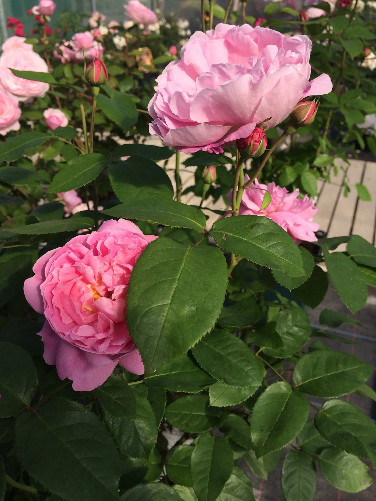 My Enchanting Cottage Garden 10 Must Have Rare Climbing Roses