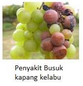Penyakit-Penyakit Penting Yang Ada Pada Tanaman Anggur Dan Pengendaliannya Penyakit-Penyakit Penting Yang Ada Pada Tanaman Anggur Dan Pengendaliannya