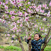 The beauty of Sapa wild peaches in Spring